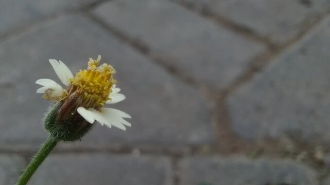Close-up of a small white and yellow flower with a blurred background of paving stones.