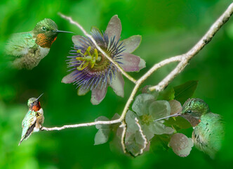 Obraz premium Graphic overlay of Hummingbirds. Hummingbirds hover near flowers in a garden during daytime