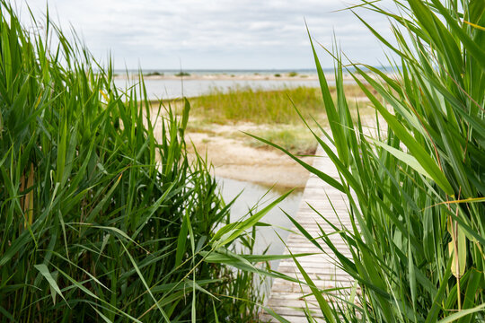 Wooden footbridge with dune grass on the east coast of denmark. Background for travel and tourism.
