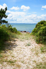 Fototapeta premium Natural dune path with wild roses on the east coast of Denmark. Vertical background for travel and tourism.