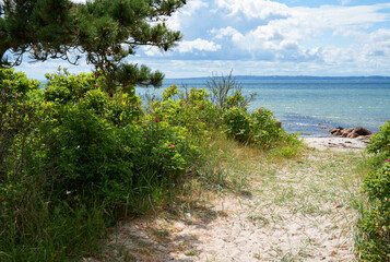 Fototapeta premium Natural dune path with wild roses on the east coast of Denmark. Background for travel and tourism.