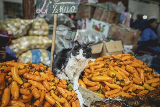 Cat sitting on Aj&iacute; Amarillo, yellow chilli peppers (Capsicum) baccatum, Mercado Mayorista, Huancayo, Peru