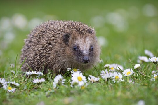 Cute hedgehog, brown-breasted hedgehog (Erinaceus europaeus) in the garden, Vechta, Lower Saxony, Germany