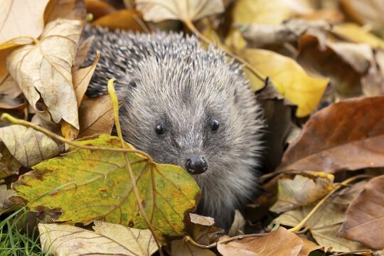 European hedgehog (Erinaceus europaeus) adult animal emerging from a pile of fallen autumn leaves in a garden, England, United Kingdom