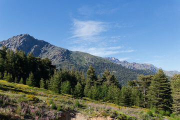 Obraz premium Forêt etn montagne de Valdu-Niellu en Haute-Corse - France. 