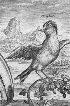 Copperplate engraving by Adriaen Collaert, from Avium Vivae Icones, the series of birds, around 1600, Antwerp