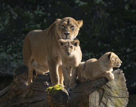 Asiatic Lion (Panthera leo persica), female, mother and her two cubs on a tree trunk, occurring in India, captive
