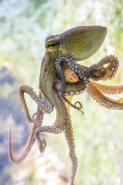 Common octopus (Octopus vulgaris) swimming under water, captive, Germany