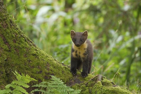 European pine marten (Martes martes) adult animal on the base of a tree in a woodland in summer, Scotland, United Kingdom