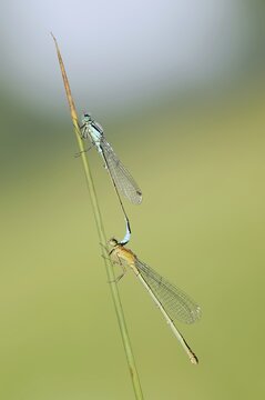 Blue-tailed damselfly (Ischnura elegans), male and female, North Rhine-Westphalia, Germany