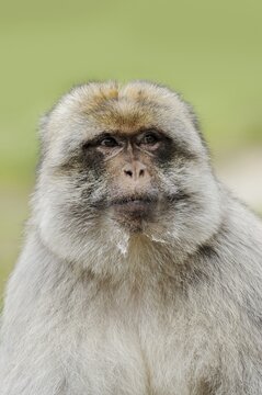 Barbary macaque (Macaca sylvanus), male, portrait, captive, occurring in Morocco, Algeria and Gibraltar