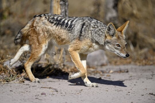 Black-backed jackal (Lupulella mesomelas), Nxai Pan National Park, near Gweta, Central District, Botswana