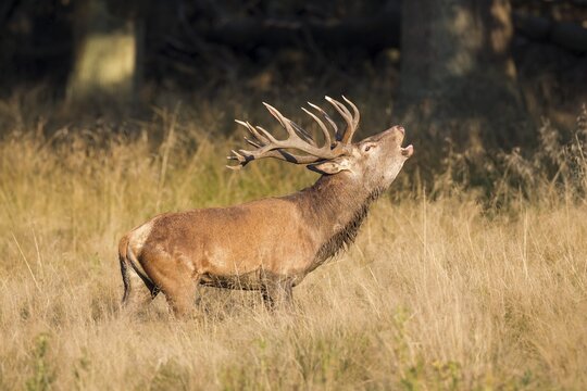 Red Deer (Cervus elaphus), bugling stag in the rut, captive, Copenhagen, Denmark