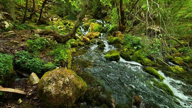 Clear stream rushes over mossy rocks. Grza River Spring, Serbia