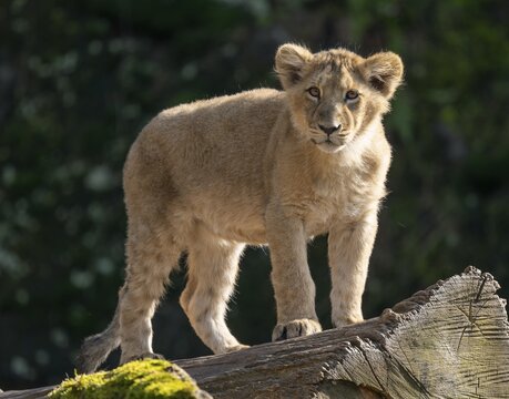 Asiatic Lion (Panthera leo persica), young standing on a tree trunk, occurring in India, captive