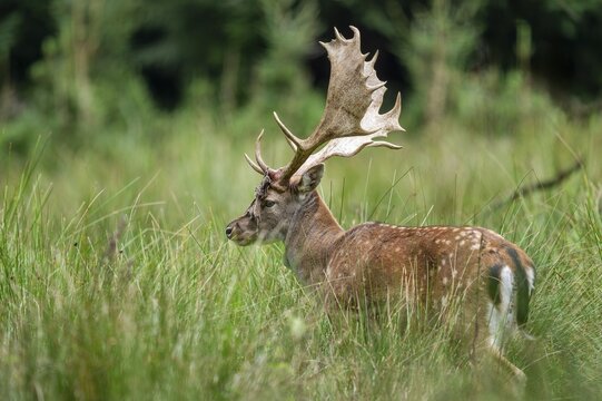 Fallow deer (Dama dama), antlers after sweeping, remains of velvet on the antlers, captive, Germany