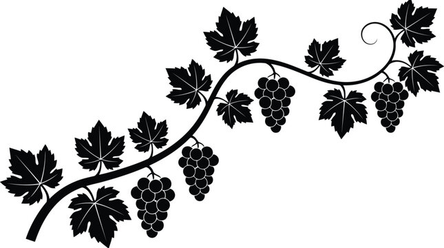 An elegant black and white illustration of a grapevine branch with ripe grape clusters.