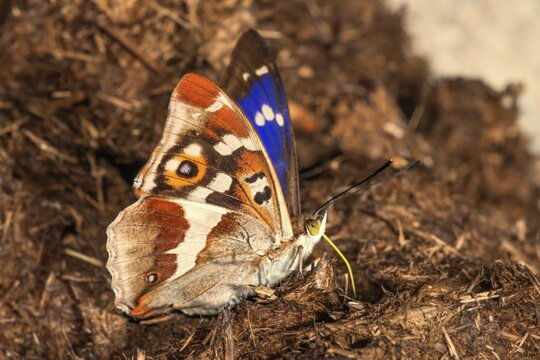 Male Apatura iris (Apatura iris) sucking on horse faeces, Baden-W&uuml;rttemberg, Germany