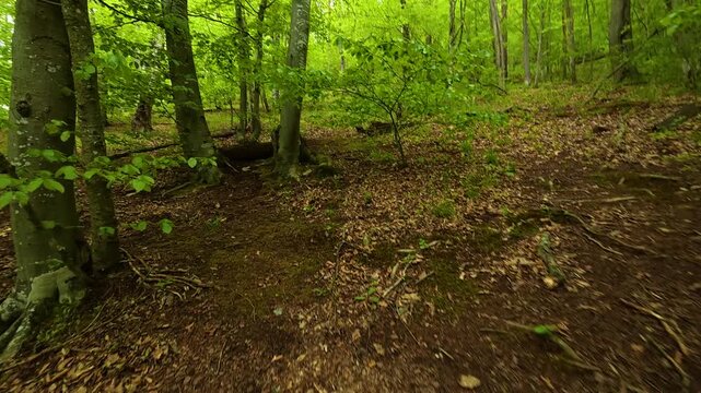 Dappled light filters through tall green trees. Grza River Spring, Serbia
