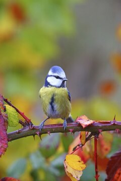 Blue tit (Cyanistes caeruleus) on a blackberry vine, Solms, Hesse, Germany