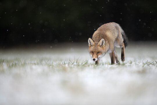 Red fox (Vulpes vulpes) runs during snowfall, Eifel, Rhineland-Palatinate, Germany