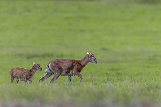 Mouflon (Ovis gmelini) ewe with lamb in a meadow, offspring, rearing young, Germany