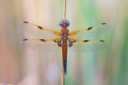 Four-spotted damselfly (Libellula quadrimaculata), Four-spotted chaser, Summer, Sailing dragonfly, Mass hatching, Natural spectacle, Shallow water, Lakes and rivers, Biosphere reserve, nature park park, Middle Elbe, River landscape Middle Elbe, Elbe, Saxony-Anhalt, Germany