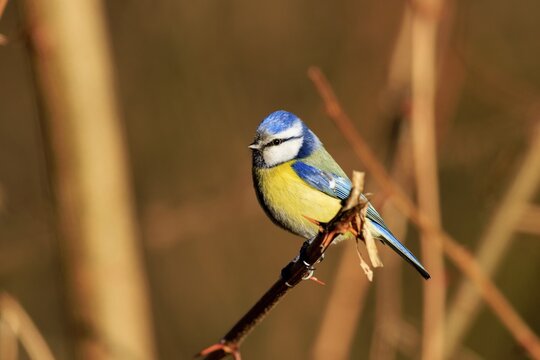 Blue tit sitting on a branch, surrounded by blurred background, Blue tit (Cyanistes caeruleus), wildlife, Germany