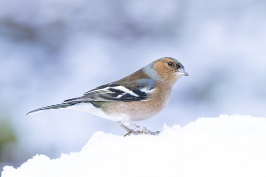 Eurasian chaffinch (Fringilla coelebs) adult male garden bird in snow in winter, England, United Kingdom