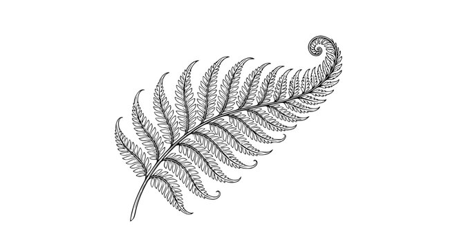 fern leaf, fern illustration, botanical fern, fiddlehead fern, black and white fern, nature leaf art, forest plant, detailed botanical, leafy branch, hand drawn outline engraving vector illustration d