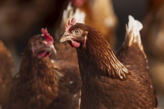 Two brown hens in the flock, one in the foreground, one blurred in the background, domestic fowl, Rhineland-Palatinate, Germany