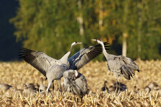 Cranes in flight position in a field with trees, crane (Grus grus) wildlife, Western Pomerania Lagoon Area National Park, Zingst, Mecklenburg-Western Pomerania, Germany