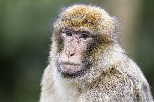 Barbary Macaque (Macaca sylvanus), adult, captive, Rhineland-Palatinate, Germany