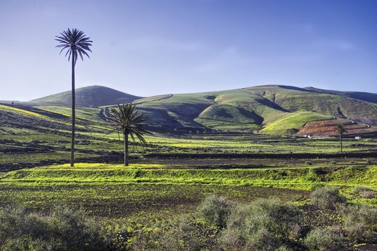 Wide, green hilly landscape with isolated palm trees, Yaiza Lanzarote