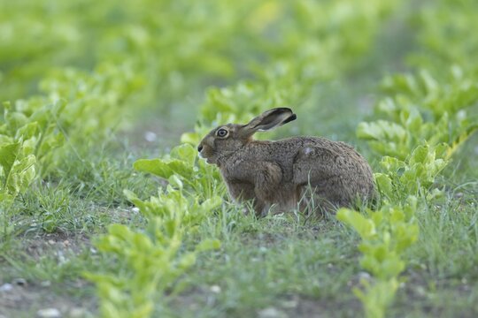 European brown hare (Lepus europaeus) adult animal in a arable farm sugar beet crop field in summer, England, United Kingdom
