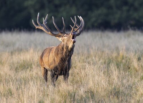 Red Deer (Cervus elaphus), roaring stag, rut, Klampenborg, Copenhagen, Denmark
