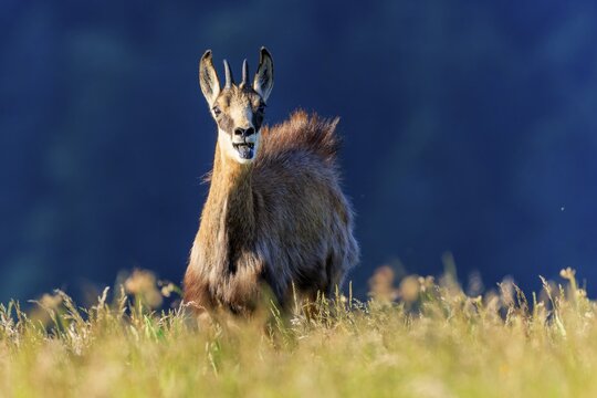 A chamois looks directly into the camera, surrounded by grass and blue sky, chamois, chamois, (Rupicapra rupicaprae), wildlife, Vosges, France