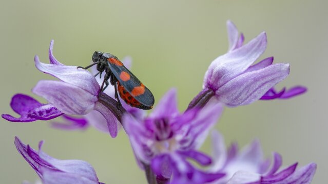 Helm's-orchid (Orchis militaris), Leutra, Jena, Thuringia, Germany