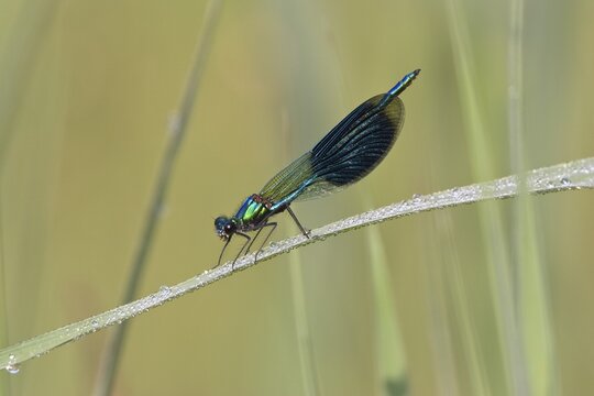 Banded Demoiselle (Calopteryx splendens), Bavaria, Germany, Europe