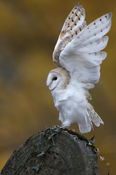 Common barn owl (Tyto alba), on a gravestone, Czech Republic
