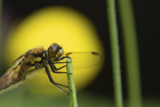 Four spotted chaser dragonfly (Libellula quadrimaculata) adult insect on a plant stem in spring, Suffolk, England, United Kingdom