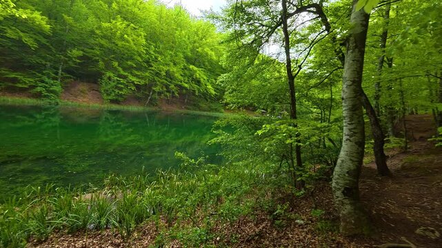 Forest path winds gently toward a calm. Grza River Spring, Serbia