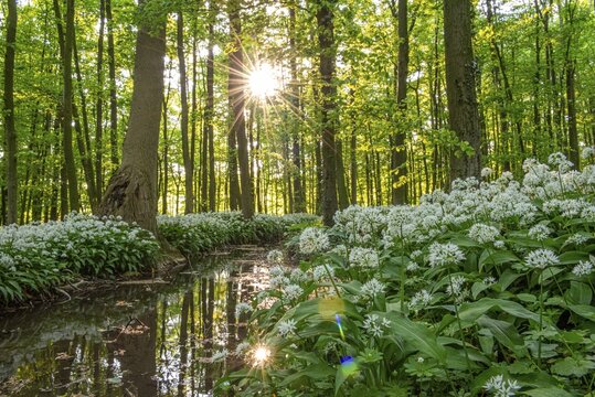 Sunbeams in the forest with white flowers and water reflections