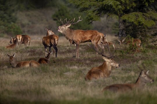 A red deer (Cervus elaphus) stands between a resting herd, rutting season, October, Denmark