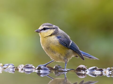 Blue tit (Cyanistes caeruleus) standing in shallow water, Solms, Hesse, Germany