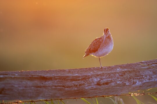 A common snipe (Gallinago gallinago) sits on one leg on a wooden fence in front of an orange sunset, A bird sits on a wooden fence at sunset. The warm light mood surrounds the scene, D&uuml;mmer nature park Park, Lower Saxony, Germany