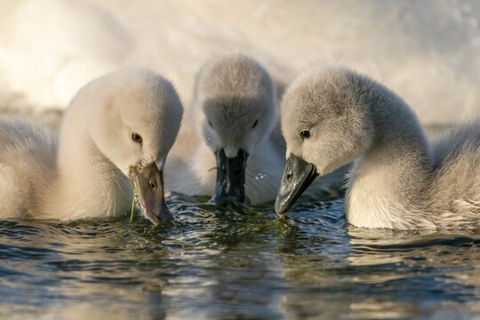 Mute swan (cygnus olor), three chicks eating, Germany