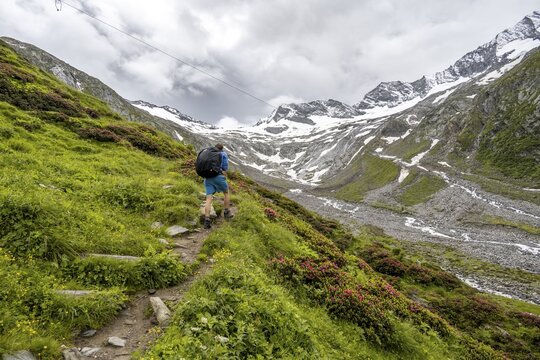 Mountaineers on a hiking trail between blooming alpine roses, view of the Schlegeisgrund valley, glaciated mountain peaks Hoher Weiszint and Dosso Largo with Schlegeiskees glacier, Berliner H&ouml;henweg, Zillertal, Tyrol, Austria