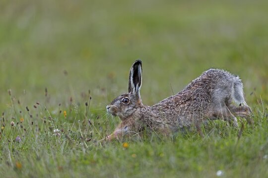 Anyone observing the behaviour of brown hares (Lepus europaeus) will notice recurring patterns of behaviour: after eating, they often stand on their haunches and stretch their bodies, Germany