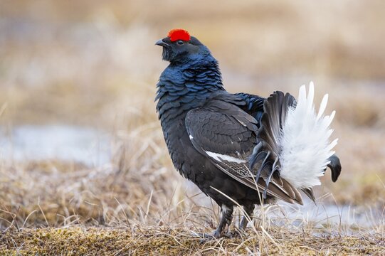 Black grouse (Lyrurus tetrix), black grouse courtship in Sweden, F&aring;gelsj&ouml;, G&auml;vleborgs l&auml;n, Sweden